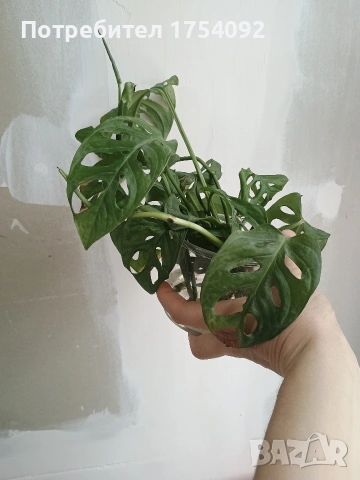 Резници Monstera Adansonii 