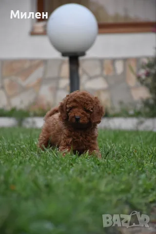Той пудел Toy poodle, снимка 17 - Пудели - 55006000