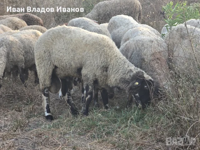 Био агнета-шилета 40-70 кг – 6 €/кг, снимка 5 - Овце - 55866270