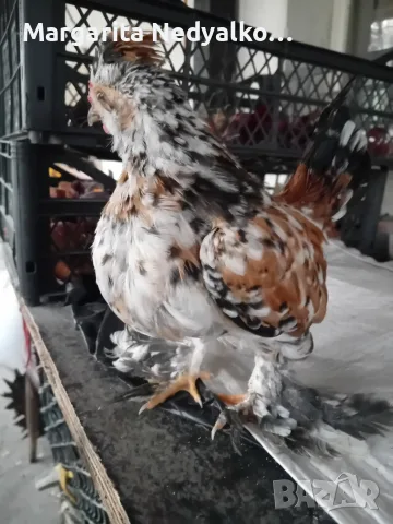 Продавам пиленца Бреговска джинка, снимка 7 - Кокошки и пуйки - 56272502