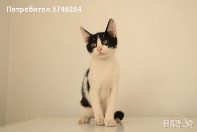 Мая СПЕШНО търси дом, снимка 2 - Други - 56524684