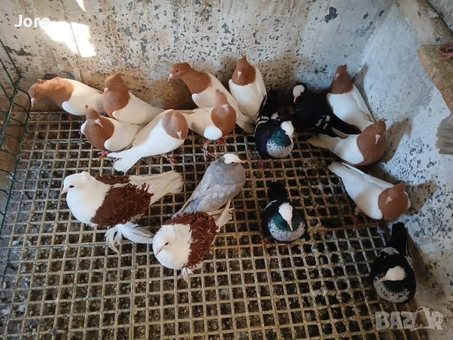 Гълъби джимпели, снимка 2 - Гълъби - 52829366