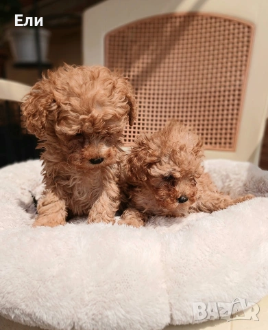 Той пудел/малтипу F2-момче и момиче, снимка 2 - Пудели - 54181433