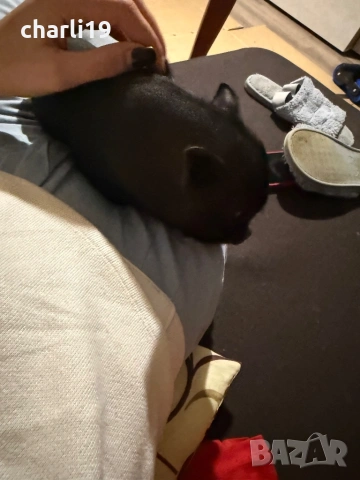 Мини виетнамски прасенца , снимка 5 - Прасета - 53968182