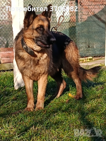 Продавам немска овчарка на година и половина не е агресивен кастриран за повече информация 089903513, снимка 5 - Немска овчарка - 52733472