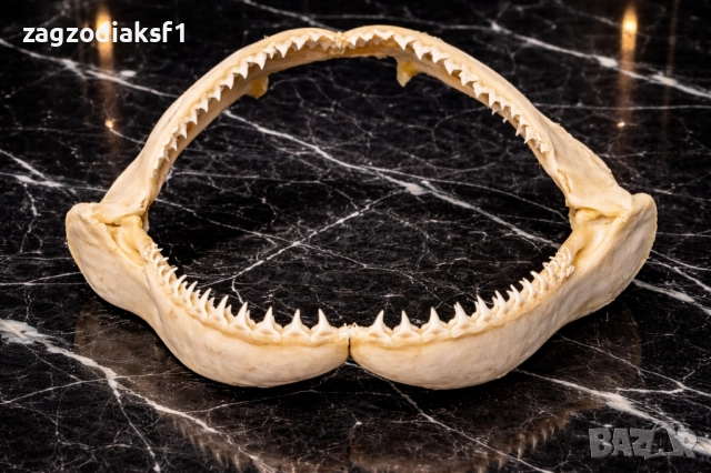 Челюст от "БИЧА АКУЛА" 100% Истинска Челюст 2