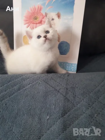 КОТЕНЦЕ КАТО  ОТ РЕКЛАМА, снимка 8 - Британска късокосместа - 56551029