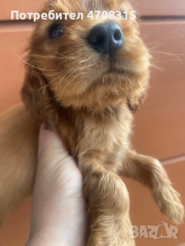 Кокер шпаньол червен цвят момче ваксина, снимка 3 - Кокер шпаньол - 54098423