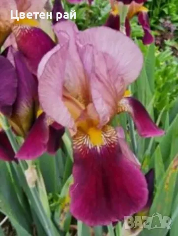 Ризоми на ириси, снимка 14 - Градински цветя и растения - 48481657