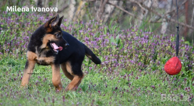Женски немски овчарки от развъдник , снимка 10 - Немска овчарка - 54111204