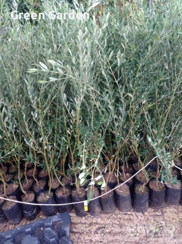 Маслини Amfissis Студоустойчиви