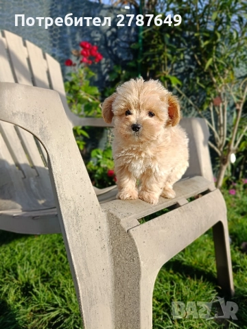 Мини малтипу, снимка 3 - Пудели - 52635015