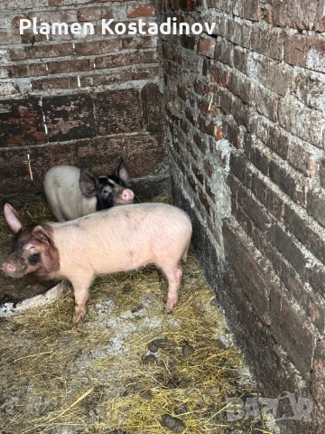 Малки прасенца, снимка 2 - Прасета - 51993295