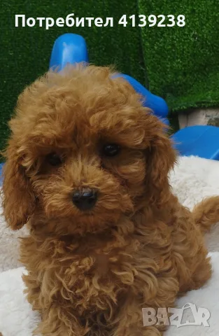 Той Пудел Poodle toy 