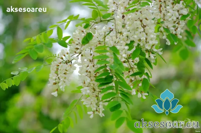 Продавам 400 висококачествени семена от бързо растяща Бяла медоносна акация Бял облагороден салкъм , снимка 16 - Сортови семена и луковици - 49258986