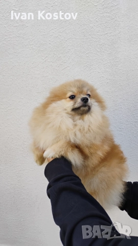 Продавам померанчета, снимка 3 - Померан - 52696744