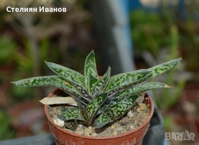 Двуцветна гастерия (Gasteria bicolor var. liliputana), снимка 1 - Стайни растения - 37398638