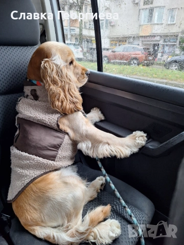 Английски Кокер шпаньол , снимка 13 - Търси партньор - 53963879