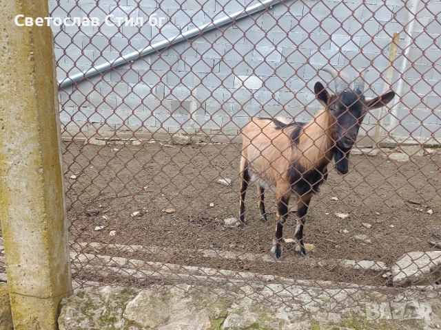 Мъжки ярета за Великден , снимка 3 - Кози - 54006933