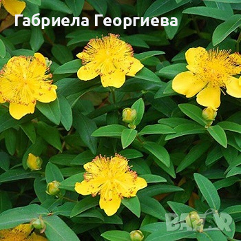 Хиперикум Жълт, снимка 1 - Градински цветя и растения - 44589621