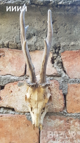 Ловен трофей Сръндак 