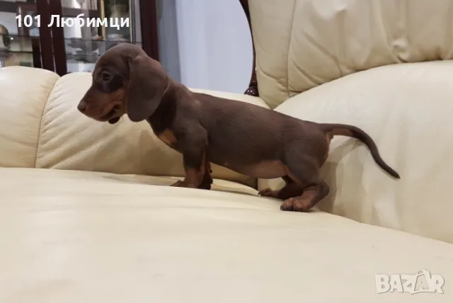 Шоко Дакели , снимка 3 - Дакели - 47450586