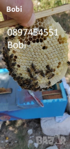 Малки Пчелни Семейства Отводки, снимка 10 - За пчели - 54058330