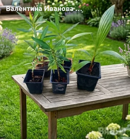 комплект 4бр зокуми ПОДАРЪК палма , снимка 6 - Разсади - 55948615