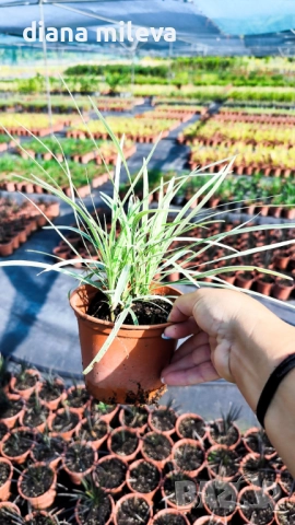 Лириопе Мускари, Liriope muscari 'Variegata', снимка 16 - Градински цветя и растения - 51899094