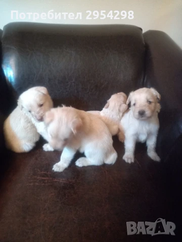 Подарявам кученца , снимка 1