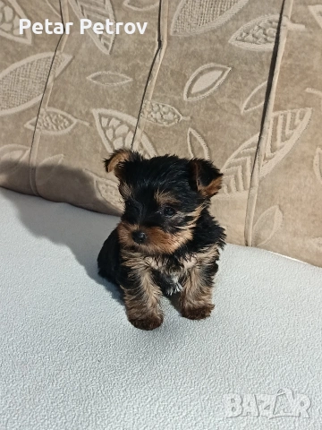 Йоркширски териер , снимка 9 - Йоркширски териер - 54063849