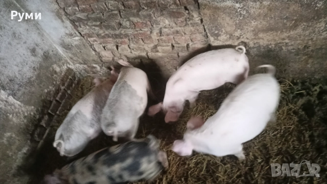 Продавам прасенца 30-35кг