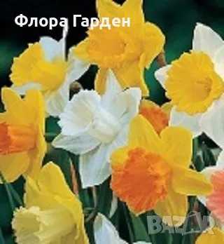 Луковици НАРЦИС - Предварителни поръчки, снимка 16 - Сортови семена и луковици - 46827345