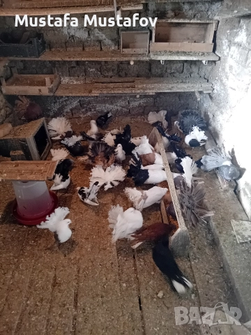 ФЕНЕРЛИИ , снимка 4 - Гълъби - 52806769