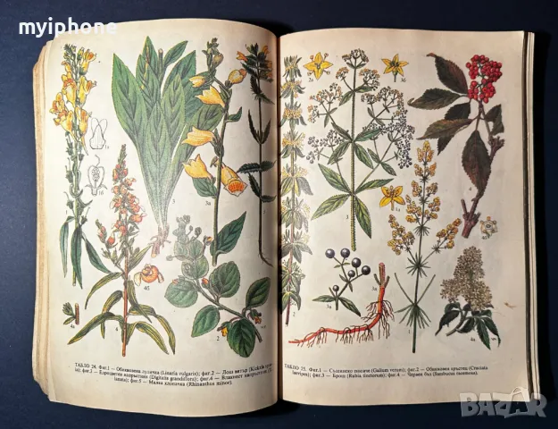 Стара Книга Разпознаване и Събиране на Билки / Борис Китанов, снимка 7 - Специализирана литература - 49528287