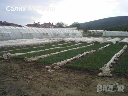 Разсад за пипер, разсад за домати и др., снимка 5 - Разсади - 53056101