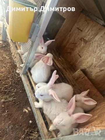 Зайци за месо и разплод, снимка 8 - Други - 50191126