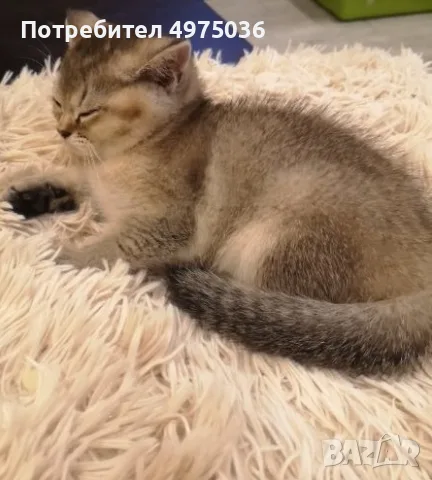 златна чинчила момиче , снимка 6 - Чинчили - 56485184