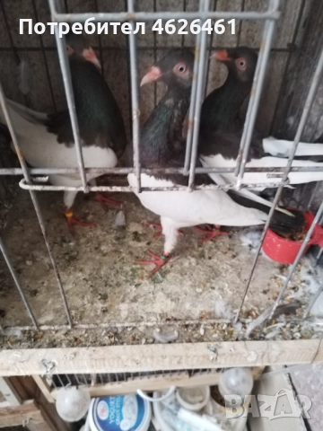 Датски летачи, снимка 4 - Гълъби - 52098870