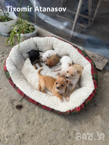 Чихопинчер, снимка 3 - Чихуахуа - 54251716