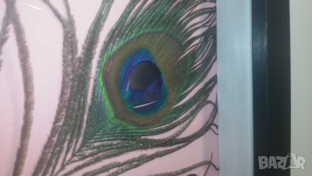 Пеперуда Morpho Adonis от Южна Америка, снимка 3 - Други - 53371940