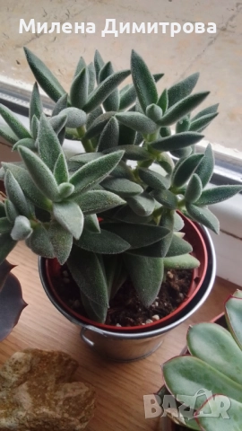 Красула Тенелли - Crassula mesembryanthemoides 'Tenelli / Ешеверия - Echeveria pulidonis Rondo , снимка 5 - Стайни растения - 50303443