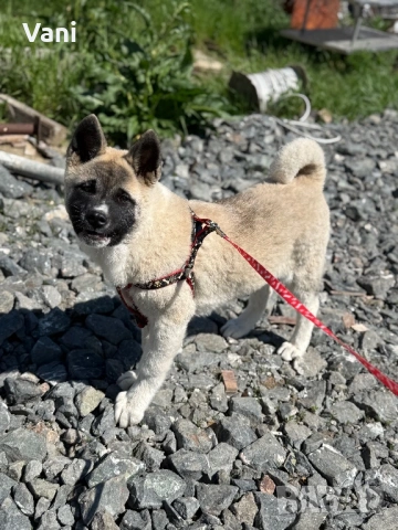 Американска акита кученце