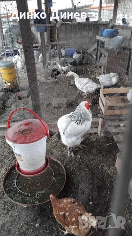 Петли Бяла Колумбийска Брама , снимка 7 - други­ - 53961072