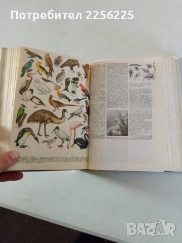 Енциклопедия , снимка 3 - Енциклопедии, справочници - 44334808