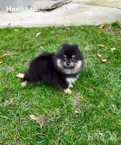 Померан момче със втора ваксина