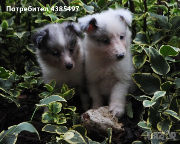 Кученца Шелти женски