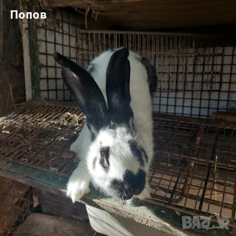 Продавам  зайци, снимка 7 - За селскостопански - 55832827