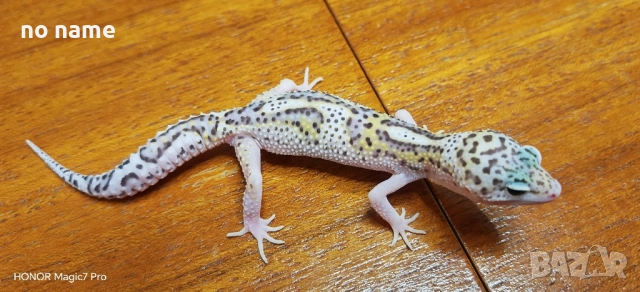 Леопардов гекон (Eublepharis macularius) , снимка 3 - Гекон - 52153005