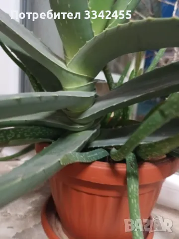 Растение Алое, снимка 2 - Стайни растения - 48793211